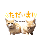 あじさい猫スタンプ（個別スタンプ：13）