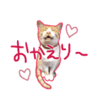 あじさい猫スタンプ（個別スタンプ：15）