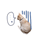 あじさい猫スタンプ（個別スタンプ：16）