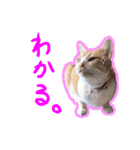 あじさい猫スタンプ（個別スタンプ：17）