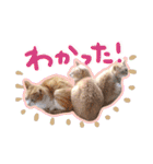 あじさい猫スタンプ（個別スタンプ：18）