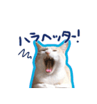 あじさい猫スタンプ（個別スタンプ：19）