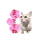 あじさい猫スタンプ（個別スタンプ：20）