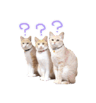 あじさい猫スタンプ（個別スタンプ：21）
