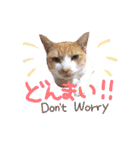 あじさい猫スタンプ（個別スタンプ：22）