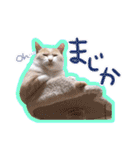 あじさい猫スタンプ（個別スタンプ：23）