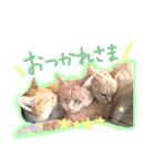 あじさい猫スタンプ（個別スタンプ：24）