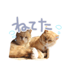 あじさい猫スタンプ（個別スタンプ：25）