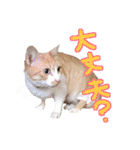 あじさい猫スタンプ（個別スタンプ：26）