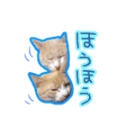 あじさい猫スタンプ（個別スタンプ：27）