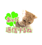 あじさい猫スタンプ（個別スタンプ：28）