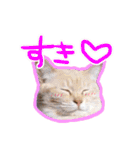 あじさい猫スタンプ（個別スタンプ：31）