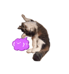 ねこ詰合せ（個別スタンプ：1）