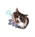 ねこ詰合せ（個別スタンプ：2）