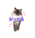 ねこ詰合せ（個別スタンプ：3）