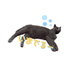 ねこ詰合せ（個別スタンプ：5）