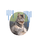 ねこ詰合せ（個別スタンプ：7）