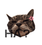ねこ詰合せ（個別スタンプ：8）