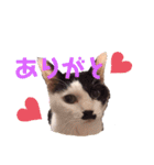 ねこ詰合せ（個別スタンプ：9）