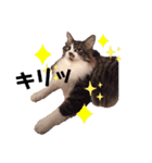 ねこ詰合せ（個別スタンプ：10）