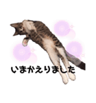 ねこ詰合せ（個別スタンプ：11）