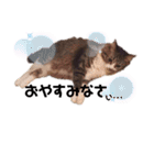 ねこ詰合せ（個別スタンプ：13）
