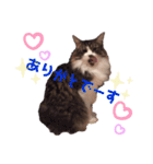 ねこ詰合せ（個別スタンプ：15）
