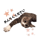 ねこ詰合せ（個別スタンプ：16）