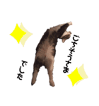 ねこ詰合せ（個別スタンプ：17）