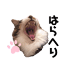 ねこ詰合せ（個別スタンプ：19）
