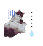 ねこ詰合せ（個別スタンプ：21）