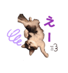 ねこ詰合せ（個別スタンプ：22）
