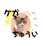 ねこ詰合せ（個別スタンプ：23）