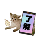 こねこ☆すたんぷ 12（個別スタンプ：4）