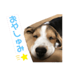 ビーグルつぶ〜チビver〜（個別スタンプ：5）