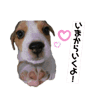 ビーグルつぶ〜チビver〜（個別スタンプ：7）