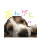 ビーグルつぶ〜チビver〜（個別スタンプ：13）
