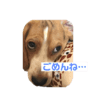 ビーグルつぶ〜チビver〜（個別スタンプ：15）