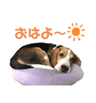 ビーグルつぶ〜チビver〜（個別スタンプ：17）