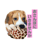 ビーグルつぶ〜チビver〜（個別スタンプ：18）