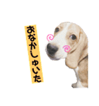 ビーグルつぶ〜チビver〜（個別スタンプ：20）