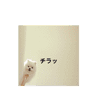 白ポメラヴィと姉ラブの気持ち♡（個別スタンプ：8）