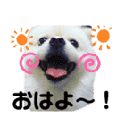 白ポメラヴィと姉ラブの気持ち♡（個別スタンプ：11）