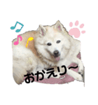 白ポメラヴィと姉ラブの気持ち♡（個別スタンプ：24）