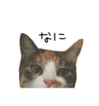 あずきと麦（個別スタンプ：9）