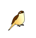 サザナミインコ・スズメ・ハト のスタンプ（個別スタンプ：7）