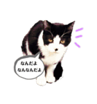 野良猫の生活（個別スタンプ：1）