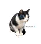 野良猫の生活（個別スタンプ：2）