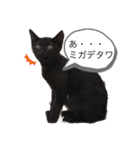 野良猫の生活（個別スタンプ：4）