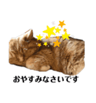 野良猫の生活（個別スタンプ：5）